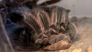 TARANTULA MOLTING  AMAZING [upl. by Gareri393]