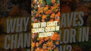 Why do leaves change color in Autumn facts fact autumn leaf colors [upl. by O'Reilly]