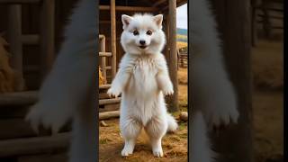 Dog Dance Video ❤️  shorts dogdance dog catdance [upl. by Felike417]