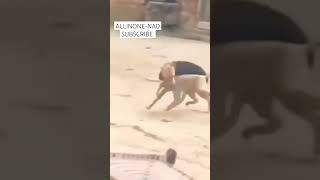 Dog vs Monkey fight dog doglover monkey animals animalfight shorts [upl. by Savill961]