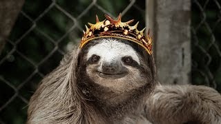 Sloths sing GAME OF THRONES theme [upl. by Mumford521]