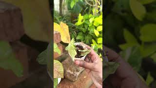 Mini Vlog 97  Slow And Peaceful Morning sowbaraniyaramesh minivlog slowliving [upl. by Whit]