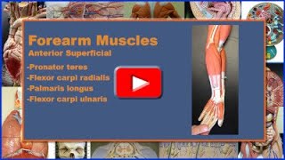 Superficial Forearm Muscles Origin Insertion Action Innervation and Blood Supply [upl. by Ivzt]