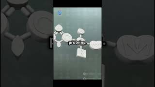 What are amino acids shorts short AminoAcids Biochemistry proteinstructure [upl. by Furmark376]