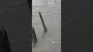 Wild Mekong Catfish at Bangkok River [upl. by Alva]