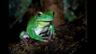 Frog Croaking Frog Ribbit Sound HD  Copyright Free Animal Sounds [upl. by Enidlarej]