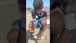 Wow 🤩 Absolutely Crazy Crazy 😜 Fishing 🎣  Fish caught in pamban bus bridge shorts [upl. by Neleb]