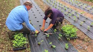 Cultivarea Ecologică a Căpșunului Timpuriu în Câmp Deschis PLANTAREA IN CIMP 1016 [upl. by Breen]