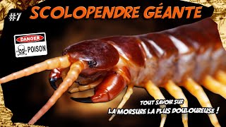 SCOLOPENDRE GÉANTE  La morsure la plus douloureuse  Documentaire feat arthropsida1997 [upl. by Allana]