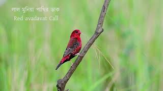 Red Munia Call। Strawberry Finch Call। Red avadavat Call। USP BIRDS । Wildlife Videography । Rocky। [upl. by Inuat118]