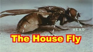 The House Fly Documentary [upl. by Ramak239]