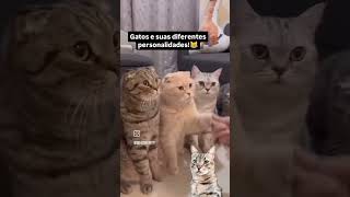 ✅ Gatos e suas personalidades animais cat gatos felinos pets euamogatos meumundocat [upl. by Hnamik]