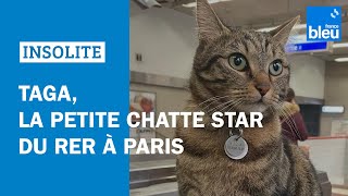 Taga la petite chatte star du RER à Paris [upl. by Orlan]