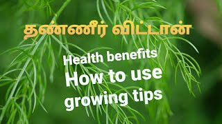 THANNIRVITTANSHATAVARIhealth benefitsgrowing tips [upl. by Alicec198]