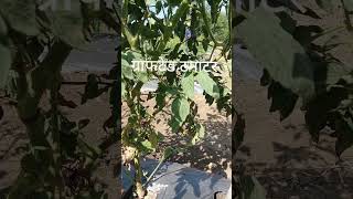 Profitable farming tamatar ki kheti grafted tamatar vegetablefarming garden indianfarmer [upl. by Cammy682]