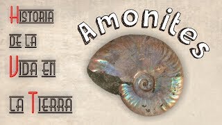 HVT Amonites mini documental [upl. by Slater985]