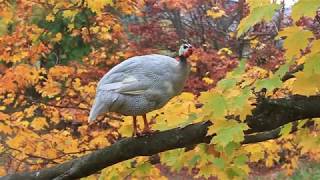 Guinea Fowl enjoying Autumn Colours in a Tree [upl. by Hausner133]