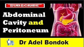 Abdominal Cavity Planes Compartments and Peritoneum Dr Adel Bondok [upl. by Eikcin]