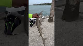 Bonnethead Shark Caught By Fisherman In Sarasota Florida florida sharkfishing [upl. by Omrellig]