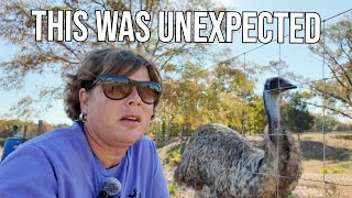 Our Emus Surprise Decision Left Us Speechless [upl. by Gerty]