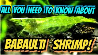 Color Changing Babaulti Shrimp A Beginner Caridina Shrimp Care Info amp How to Breed [upl. by Guntar]