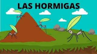 LAS HORMIGAS PARA NIÑOS TODO SOBRE LAS HORMIGAS LAS HORMIGAS EN ESPAÑOL [upl. by Horter819]