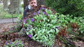 Lungwort Pulmonaria longifolia  Plant Identification [upl. by Amie969]