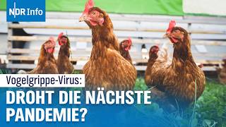 Vogelgrippe Mutation des H5N1Virus  Steigt die Gefahr einer neuen Pandemie  NDR Info [upl. by Leuqer896]