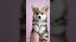 Adorable Corgi Pups First Howl 🐶🎶  Cutest Thing Ever [upl. by Natsuj17]