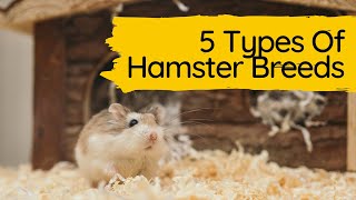 Understanding the Different Hamster Breeds  5 Types Of Hamster Breeds [upl. by Phip]