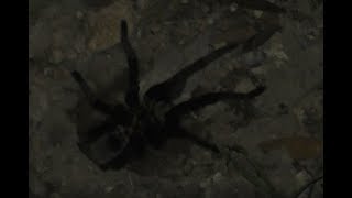 Tarantula Exits and Enters Its Hole in the Ground [upl. by Sugar229]