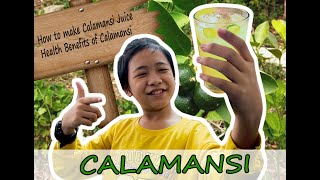 Health Benefits of Calamansi Slops of Fish Rice as Fertilizer How to make a Calamansi Juice [upl. by Urquhart236]