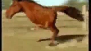 Retarded Running Horse 10 MINS [upl. by Elitnahc611]