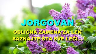 JORGOVAN  ODLIČNA ZAMENA Za LEK  SAZNAJTE Šta SVE LEČI [upl. by Ecnerewal641]