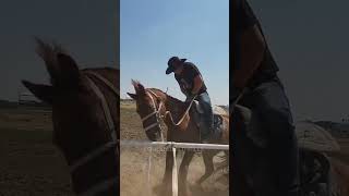 Equestrian Wild Horse  equestrian horse rider wildhorses shorts viralshorts youtubeshorts [upl. by Gilburt]