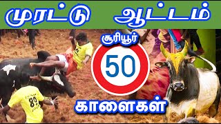 முரட்டுத்தனமா ஆடிய 50 தரமான காளைகள்  செம்ம ஆட்டம்  Tamilan Trending [upl. by Ahsienroc]