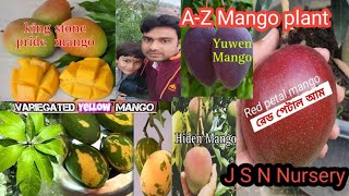 All mango plant Update pusa mallika mango  kohitur mango  JSN [upl. by Amitie]