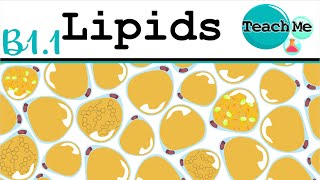 B11  Lipids  IB Biology SLHL [upl. by Capello]