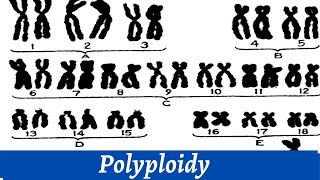 Causes Of Polyploidy Of Chromosomes  Chromosomal Study  Histology [upl. by Sisenej]