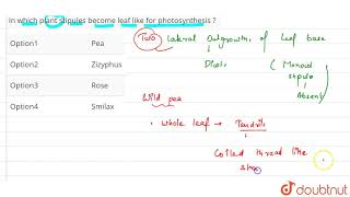 In which plant stipules become leaf like for photosynthesis [upl. by Snahc447]