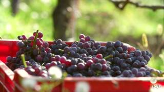 Nervi Cantine  Harvesting day in Gattinara [upl. by Sewel65]