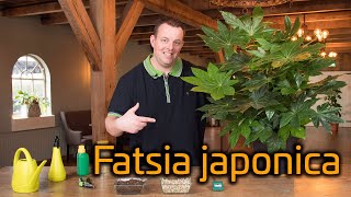 Tips voor de verzorging van je Fatsia Japonica Vingerplant [upl. by Roeser]