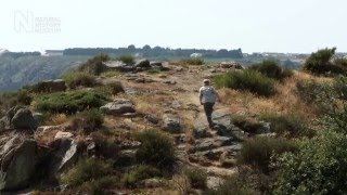 Neanderthal hunters and the mammoths of La Cotte de St Brelade  Natural History Museum [upl. by Euqinna]