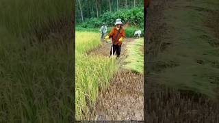 धान लगाने वाला बोतल का जुगाड़ 😯 paddy cultivation [upl. by Adnawaj]