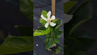 Trifeola Minneola Tangelo x Trifoliate Orange First Year Flower citrus flower hardycitrus [upl. by Loleta]