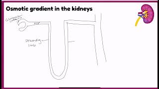 Ch 25 Urinary System Pt 3 Osmotic Gradients [upl. by Ynney]