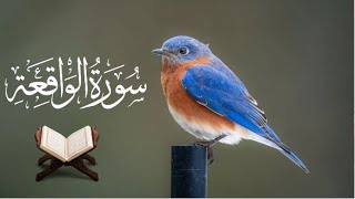 Surat AlWaqiah ❤️ سورة الواقعة❤️  quran recitation really beautiful Episode 101 [upl. by Garmaise650]