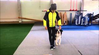 Rally Obedience Parcourtraining Klasse 1 mit Anmerkungen [upl. by Roseanna]