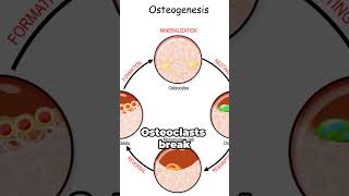 Bone Remodeling A Quick Dive [upl. by Buonomo25]