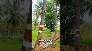 🔴SOLD🔴20 Gunta Small Coconut Farm Land Channapatna Ramanagara Near Bengaluru Charan 7338474634 [upl. by Alexina]